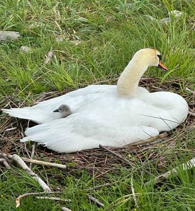 Ein Bild, das Vogel, Wasserv gel, drau en, Schwan enth lt.

KI-generierte Inhalte k nnen fehlerhaft sein.