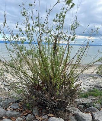 Ein Bild, das drau�en, Pflanze, Himmel, Halbstrauch enth�lt.

KI-generierte Inhalte k�nnen fehlerhaft sein.